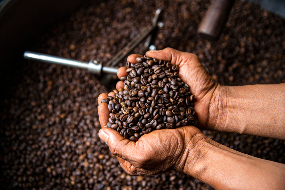Hands scooping a handful of roasted Cameroonian coffee beans from a drum roaster