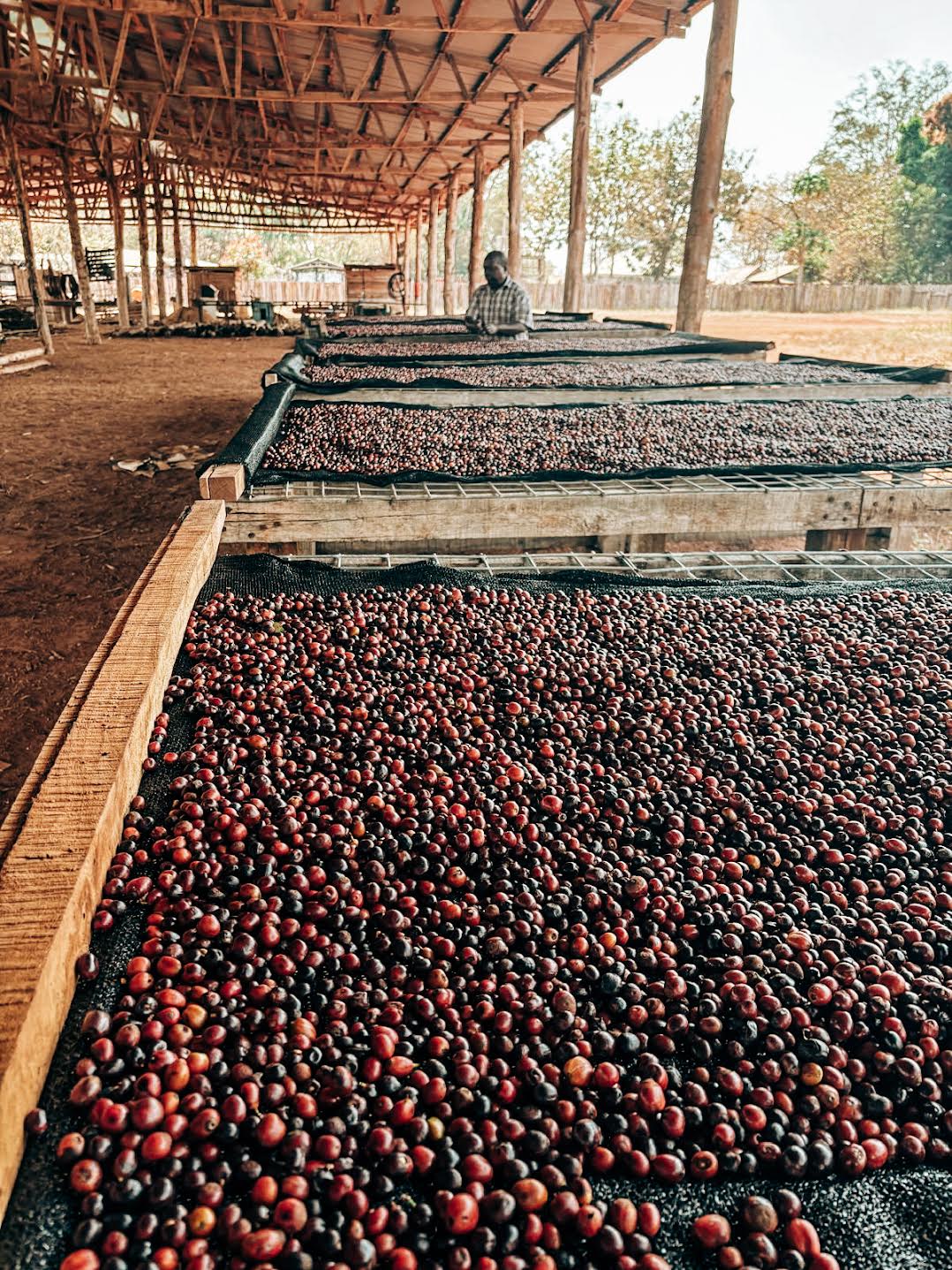 Coffee cherries drying on raised beds under a shaded canopy at a Cameroonian station