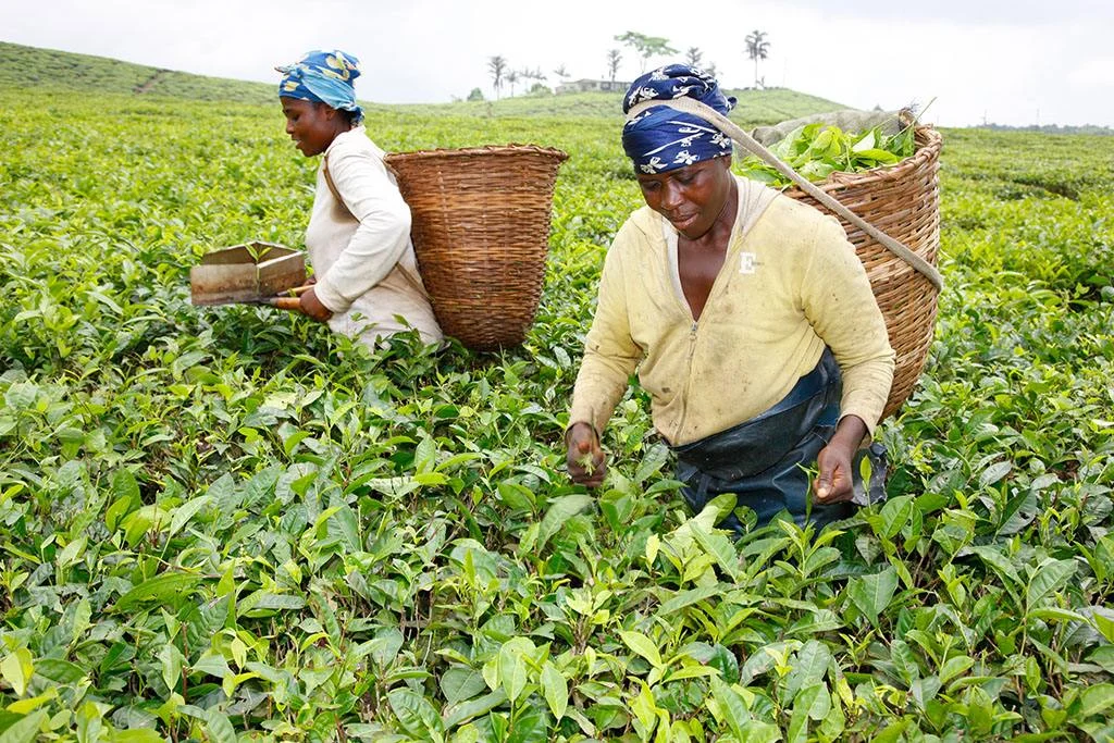 Two women harvesting tea leaves into woven baskets on a Cameroonian estate