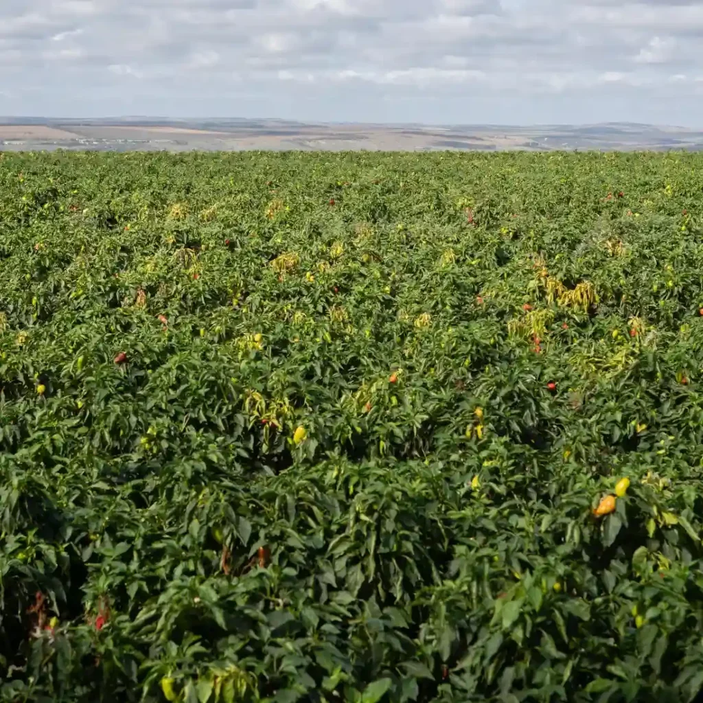 Wide pepper field in full bearing under an overcast sky