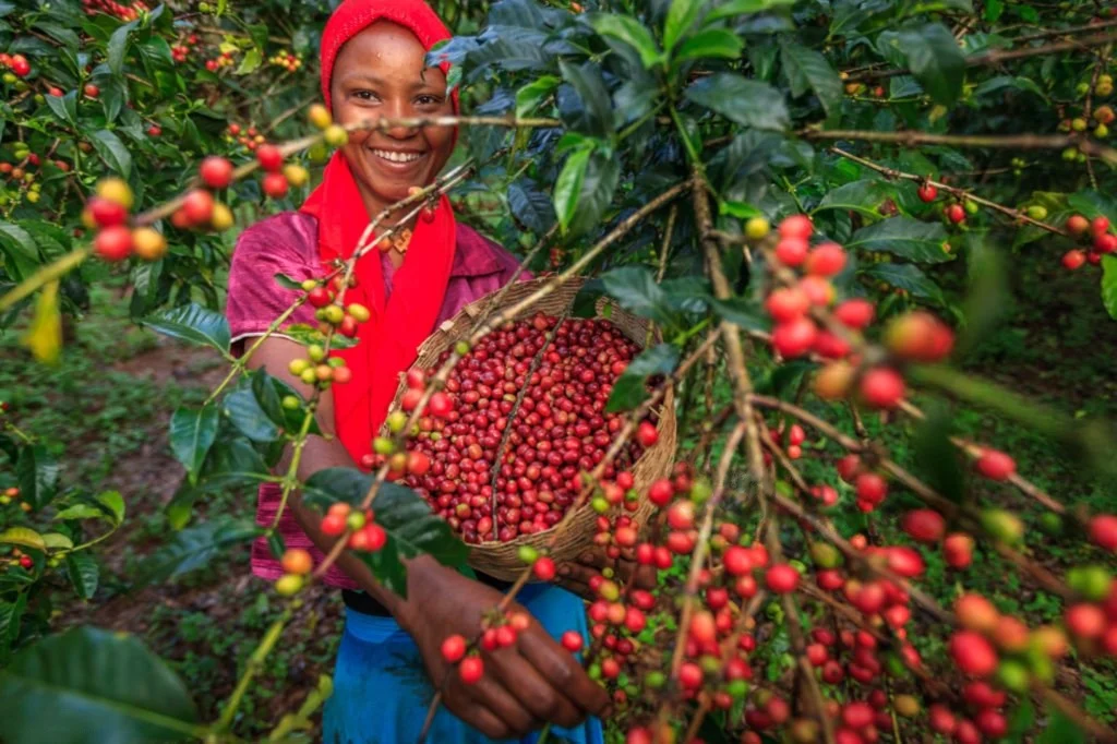 Farmer holding a basket of freshly picked red coffee cherries