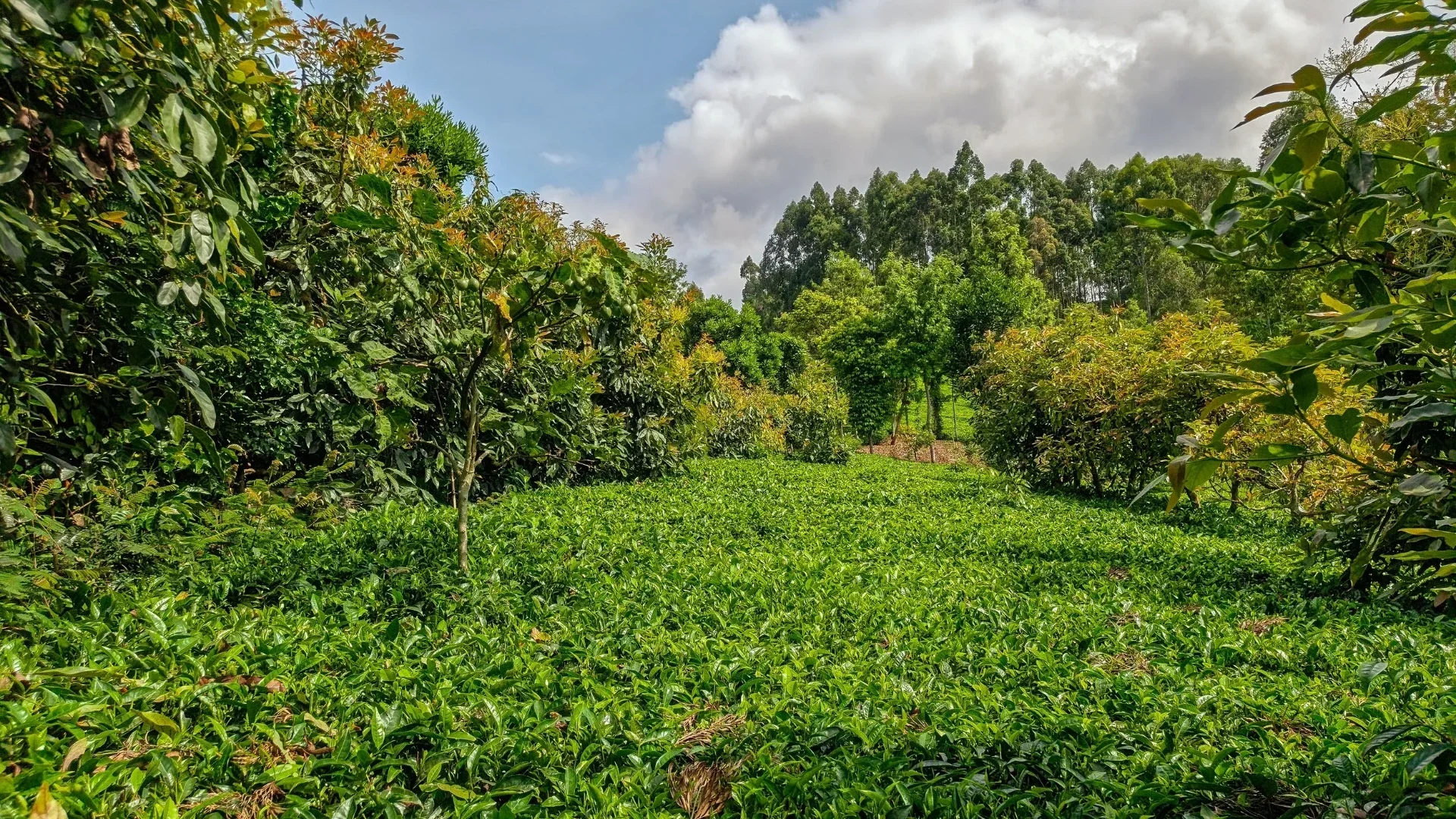 Highland plantation in Cameroon with tea rows and avocado trees under a bright sky