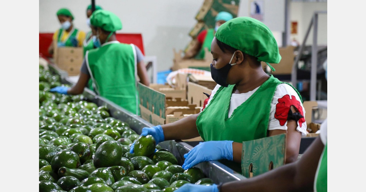 Workers in green uniforms sorting and packing fresh avocados on a grading line