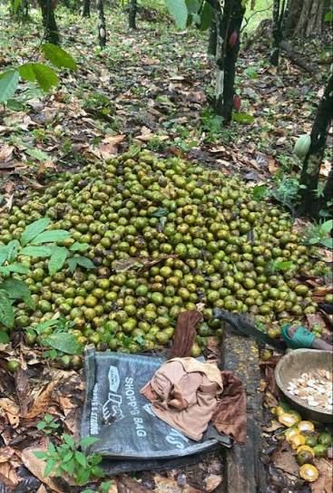 Freshly gathered bush mango fruit heaped on the forest floor before shelling